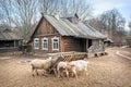 Scenery of an old log house with goats and sheeps